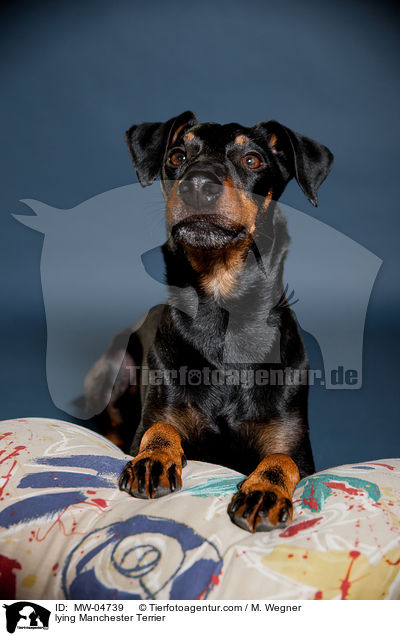 liegender Manchester Terrier / lying Manchester Terrier / MW-04739