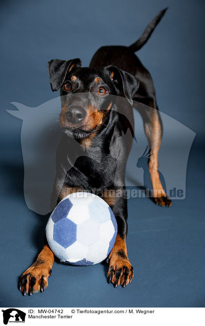 Manchester Terrier / Manchester Terrier / MW-04742