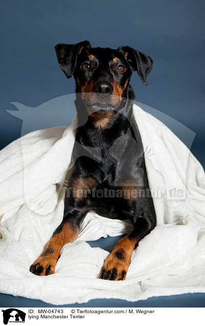 liegender Manchester Terrier / lying Manchester Terrier / MW-04743