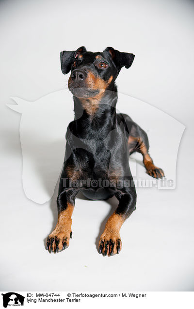 liegender Manchester Terrier / lying Manchester Terrier / MW-04744