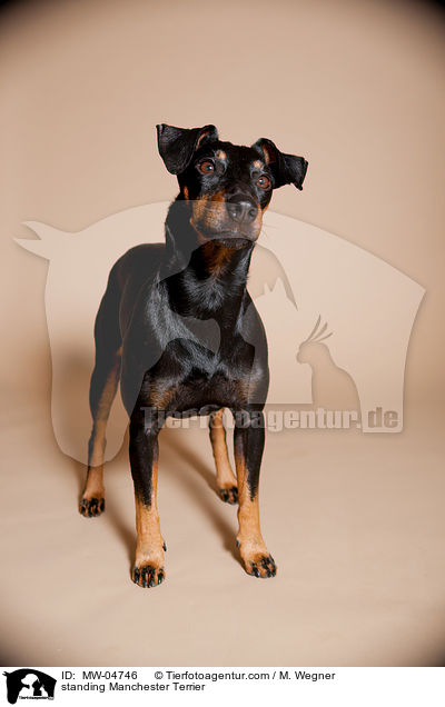 stehender Manchester Terrier / standing Manchester Terrier / MW-04746