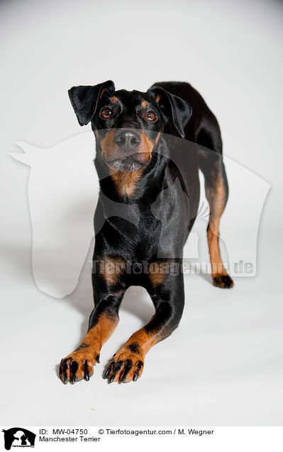 Manchester Terrier / Manchester Terrier / MW-04750