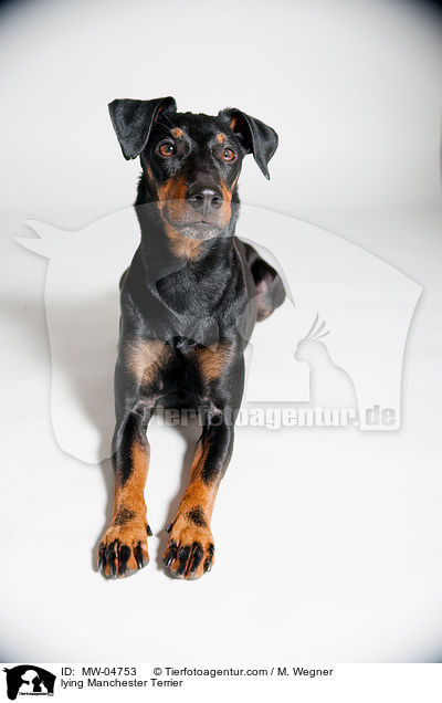 liegender Manchester Terrier / lying Manchester Terrier / MW-04753