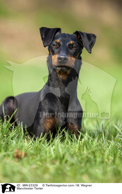 Manchester Terrier / Manchester Terrier / MW-23329