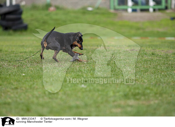 rennender Manchester Terrier / running Manchester Terrier / MW-23347