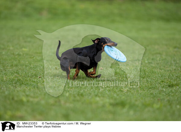 Manchester Terrier spielt Frisbee / Manchester Terrier plays frisbee / MW-23353