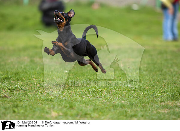 rennender Manchester Terrier / running Manchester Terrier / MW-23354