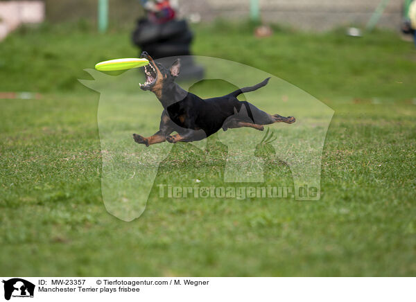 Manchester Terrier spielt Frisbee / Manchester Terrier plays frisbee / MW-23357