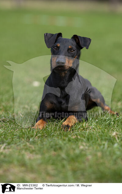 Manchester Terrier / Manchester Terrier / MW-23362