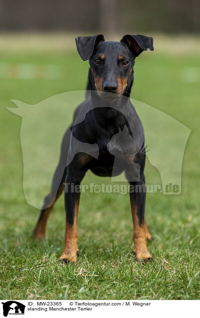 stehender Manchester Terrier / standing Manchester Terrier / MW-23365