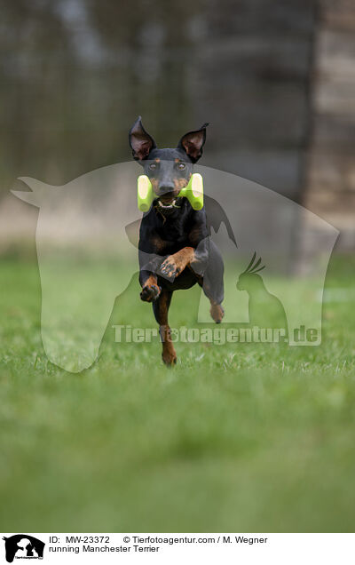 rennender Manchester Terrier / running Manchester Terrier / MW-23372