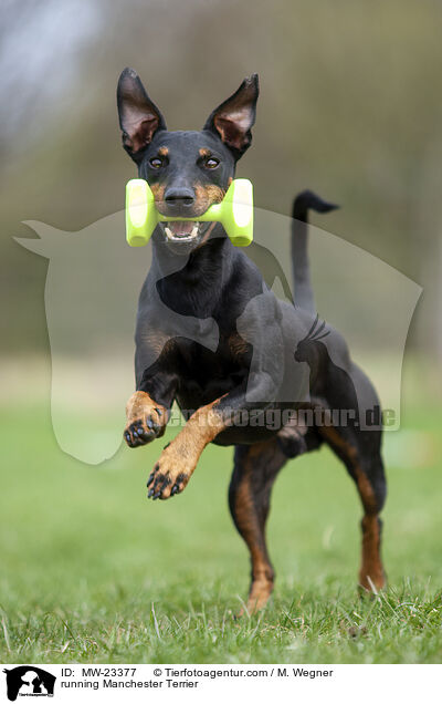 rennender Manchester Terrier / running Manchester Terrier / MW-23377