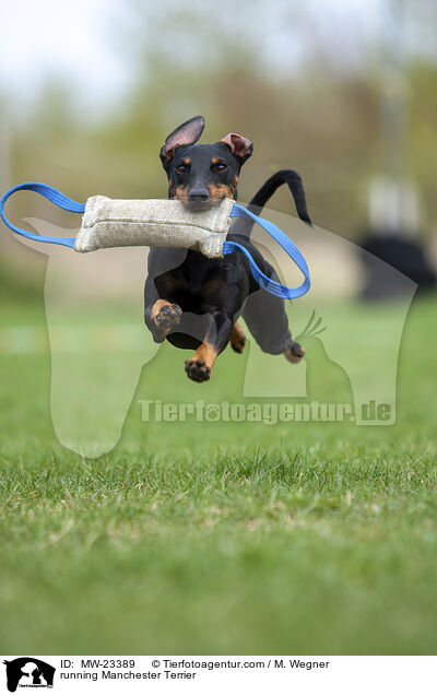 rennender Manchester Terrier / running Manchester Terrier / MW-23389