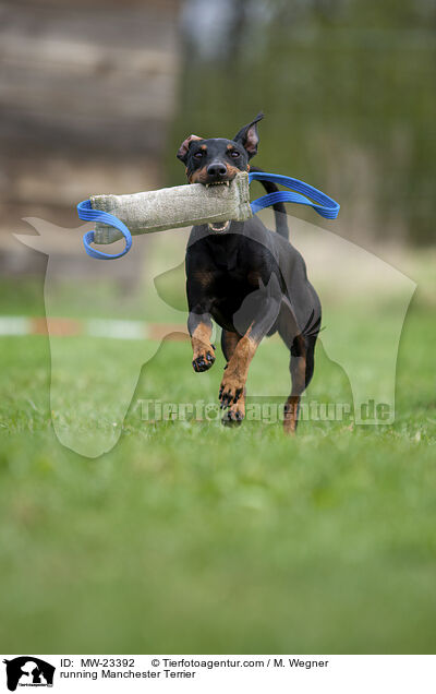 rennender Manchester Terrier / running Manchester Terrier / MW-23392