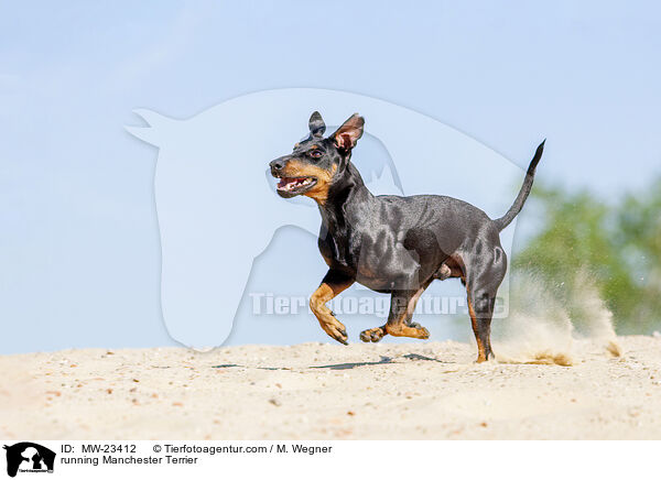 rennender Manchester Terrier / running Manchester Terrier / MW-23412