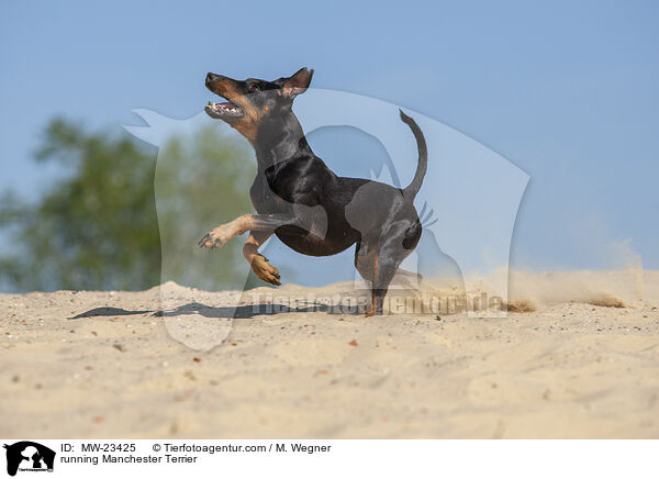 rennender Manchester Terrier / running Manchester Terrier / MW-23425