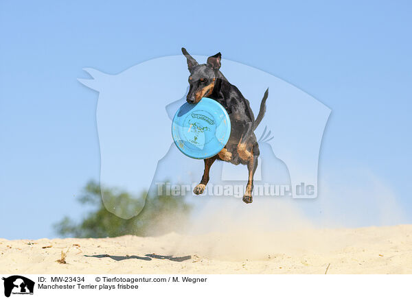 Manchester Terrier spielt Frisbee / Manchester Terrier plays frisbee / MW-23434