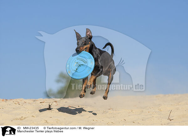 Manchester Terrier spielt Frisbee / Manchester Terrier plays frisbee / MW-23435