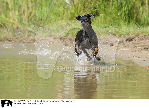 rennender Manchester Terrier / running Manchester Terrier / MW-23477