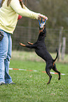 Manchester Terrier