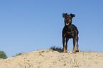 standing Manchester Terrier