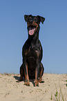 sitting Manchester Terrier