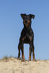 standing Manchester Terrier