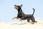 running Manchester Terrier