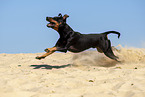 running Manchester Terrier