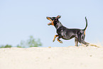 running Manchester Terrier