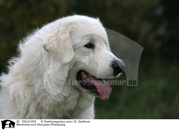 Maremmen-Abruzzen-Schferhund / Maremma and Abruzzes Sheepdog / DG-01405