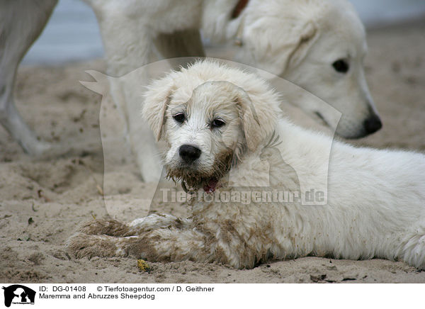 Maremmen-Abruzzen-Schferhund / Maremma and Abruzzes Sheepdog / DG-01408