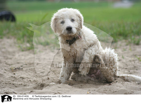 Maremmen-Abruzzen-Schferhund / Maremma and Abruzzes Sheepdog / DG-01409