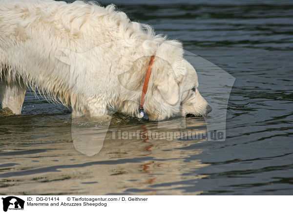 Maremmen-Abruzzen-Schferhund / Maremma and Abruzzes Sheepdog / DG-01414