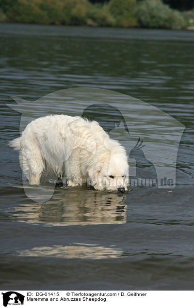 Maremmen-Abruzzen-Schferhund / Maremma and Abruzzes Sheepdog / DG-01415