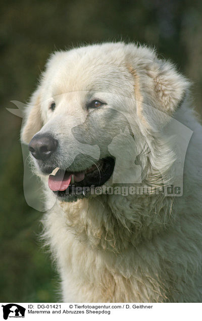 Maremma and Abruzzes Sheepdog / DG-01421