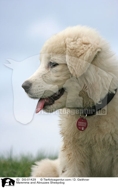 Maremmen-Abruzzen-Schferhund / Maremma and Abruzzes Sheepdog / DG-01429