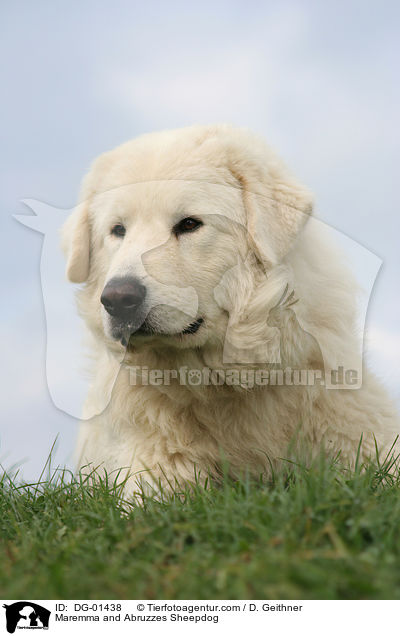 Maremmen-Abruzzen-Schferhund / Maremma and Abruzzes Sheepdog / DG-01438