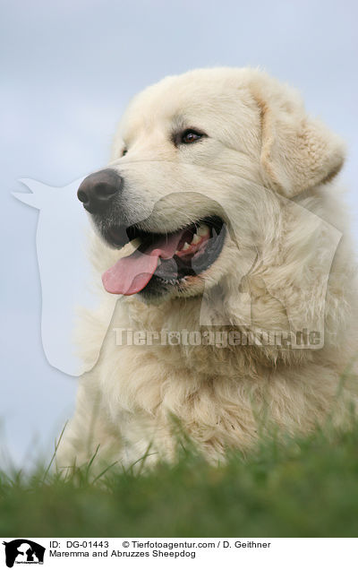 Maremma and Abruzzes Sheepdog / DG-01443