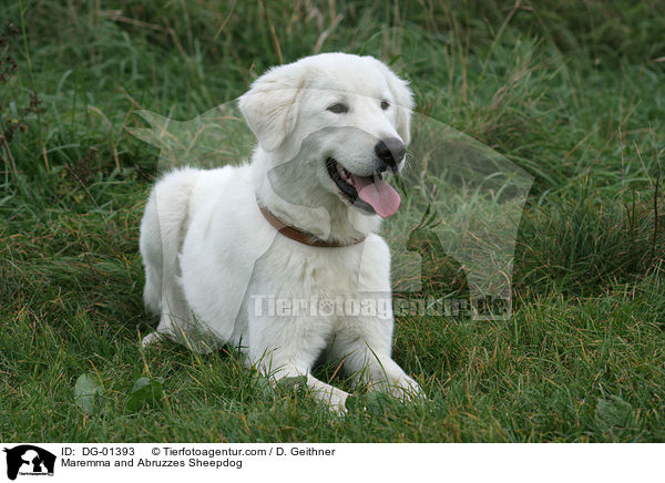 Maremmen-Abruzzen-Schferhund / Maremma and Abruzzes Sheepdog / DG-01393