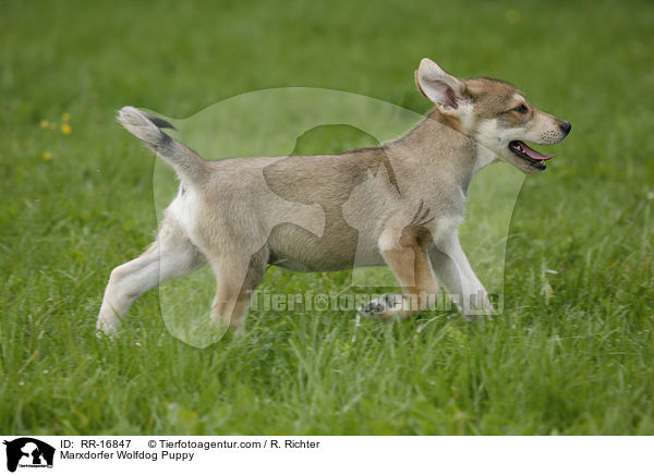 Marxdorfer Wolfshund Welpe / Marxdorfer Wolfdog Puppy / RR-16847
