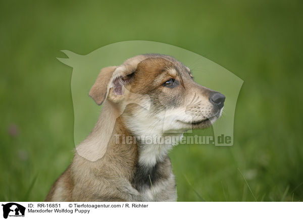 Marxdorfer Wolfshund Welpe / Marxdorfer Wolfdog Puppy / RR-16851