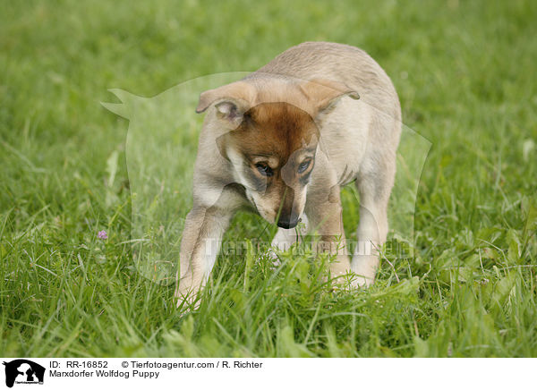 Marxdorfer Wolfshund Welpe / Marxdorfer Wolfdog Puppy / RR-16852