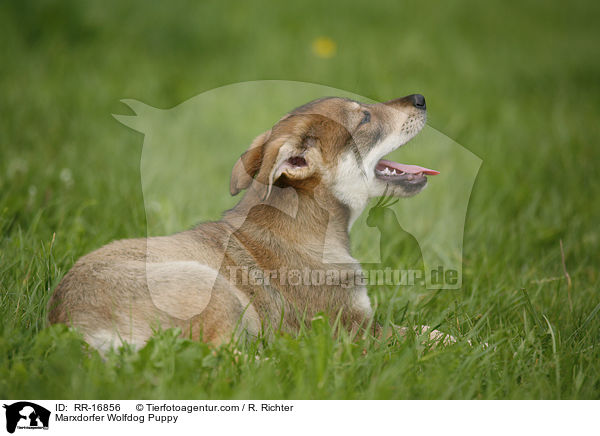 Marxdorfer Wolfshund Welpe / Marxdorfer Wolfdog Puppy / RR-16856