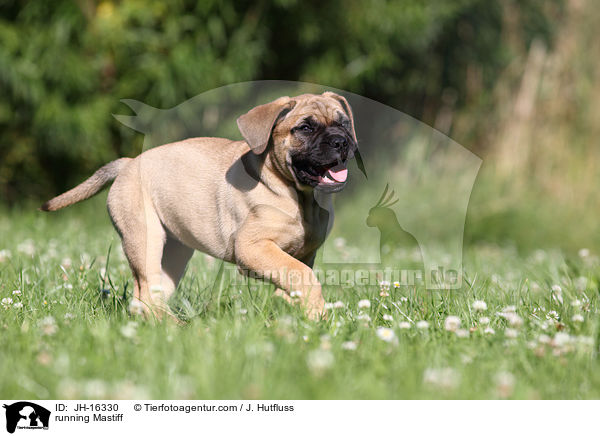 running Mastiff / JH-16330