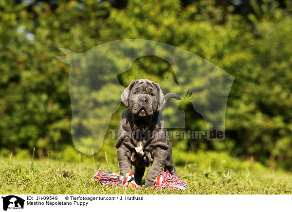 Mastino Napoletano Puppy / JH-09549