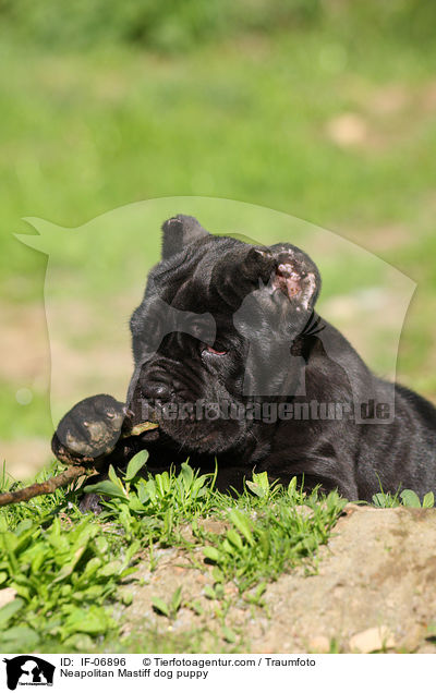 Mastino Napoletano Welpe / Neapolitan Mastiff dog puppy / IF-06896