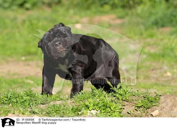 Mastino Napoletano Welpe / Neapolitan Mastiff dog puppy / IF-06898