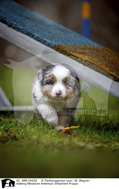 laufender Miniature American Shepherd Welpe / walking Miniature American Shepherd Puppy / MW-16539