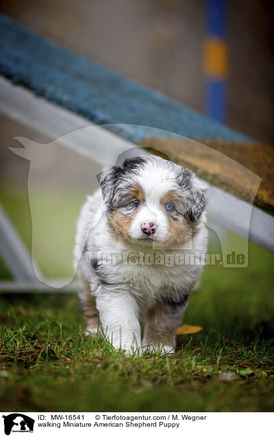 laufender Miniature American Shepherd Welpe / walking Miniature American Shepherd Puppy / MW-16541